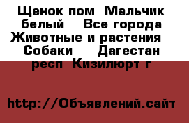 Щенок пом. Мальчик белый  - Все города Животные и растения » Собаки   . Дагестан респ.,Кизилюрт г.